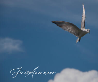 Birds in Flight