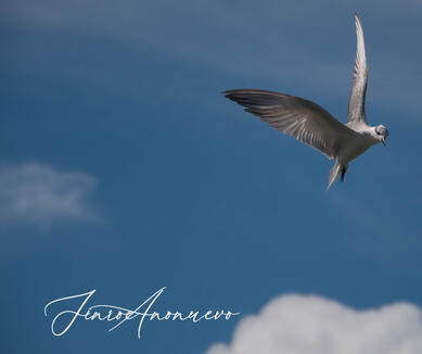 Birds in Flight