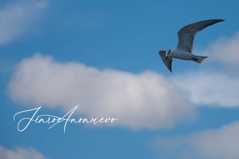 Birds in Flight